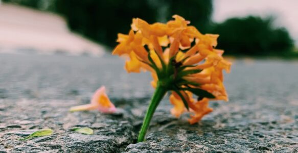 Resilient Hearts Endure
