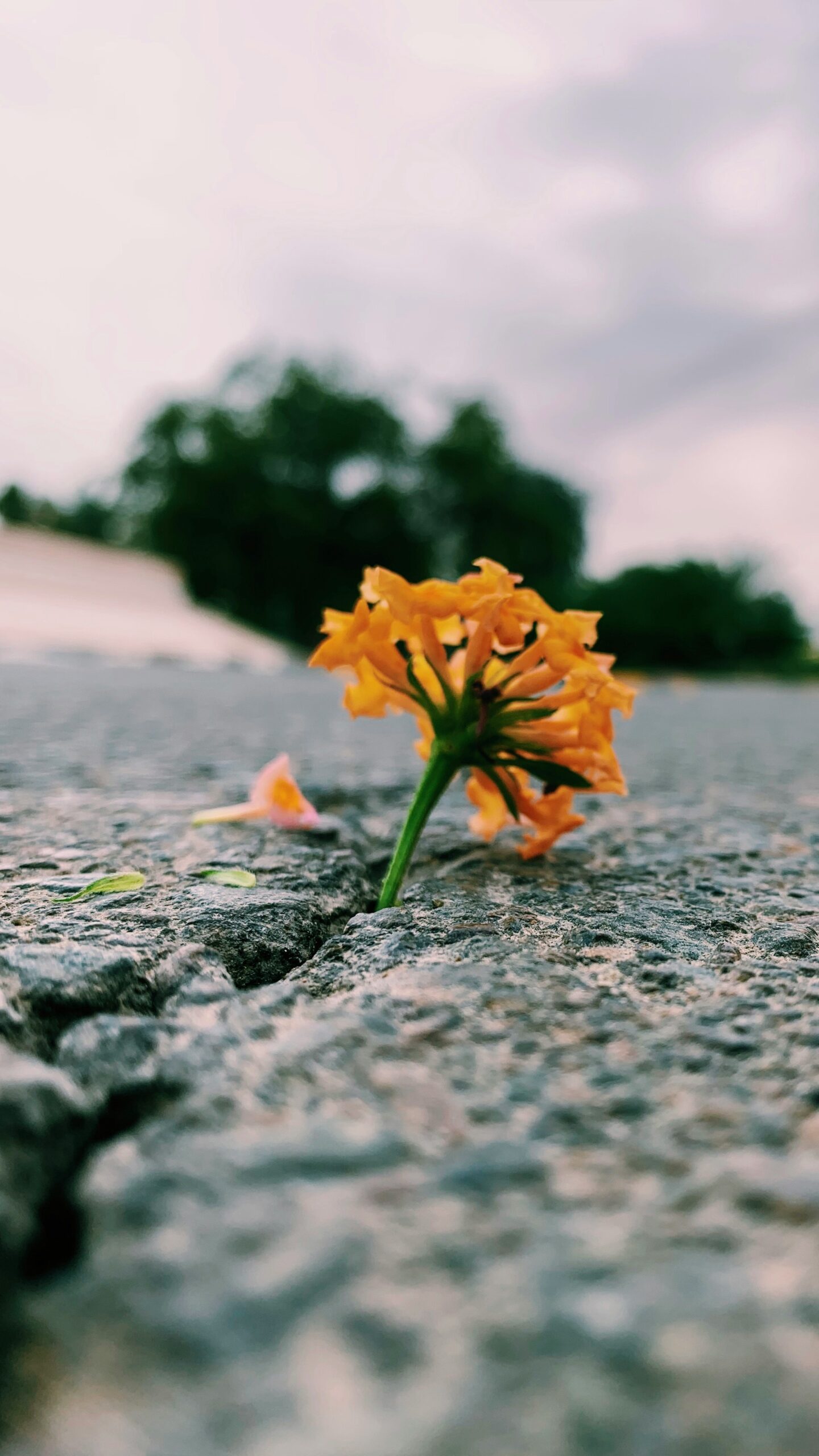 Resilient Hearts Endure