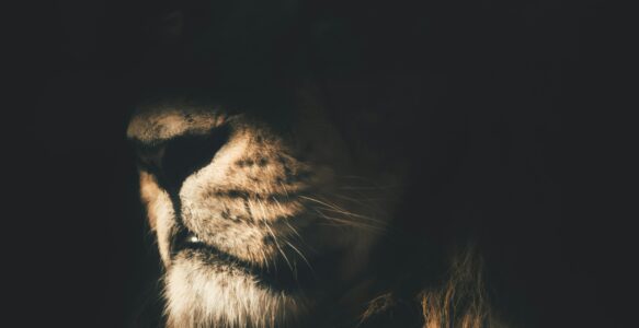 When Darkness Sings Softly